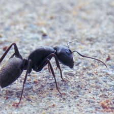 Ants