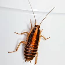 Cockroaches