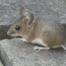 Mice & Rats