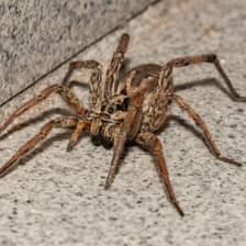 Spiders
